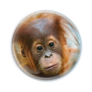 Obrázek z Magnet kulatý 5cm - orangutan (12) 